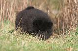 CHOW CHOW 237